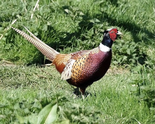 pheasant